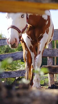 White and brown paint horse low angle