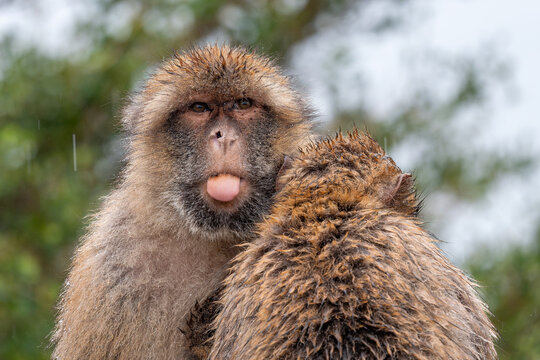 Barbary Macaque - Macaca sylvanus, popular unique primate native to the Gibraltar rock and to the Atlas Mountains of Algeria, Tunisia and Morocco. 