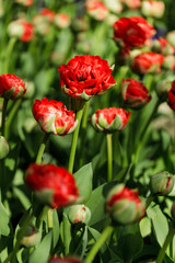 Obraz premium Red Double Tulip Buds Before Opening in Spring Garden