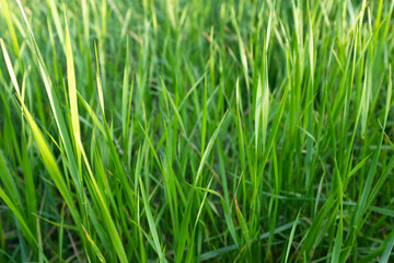 Obraz premium Green grass close up background, fresh lawn texture, natural meadow detail, spring greenery, minimal nature pattern, eco concept, copy space