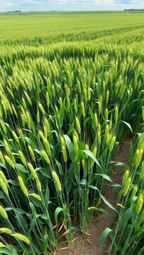 Close-up of wheat in the vast wheat fields, the wind blowing the wheat waves in the green fields