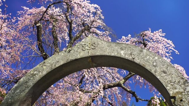 六文銭の石門とシダレザクラ