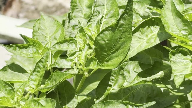 Green leaf fresh plant foliage garden nature herb outdoor sunlight with botanical background, organic growth, leafy vegetable close up, natural texture and green color in garden outdoor sunlight