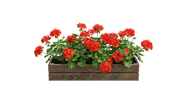 Window box with red geraniums