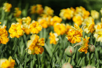 Fototapeta premium Yellow Double Narcissus and Green Tulip Buds Spring Garden