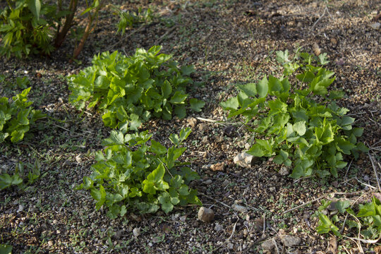 These are Water dropworts sprouts that come out in the spring.