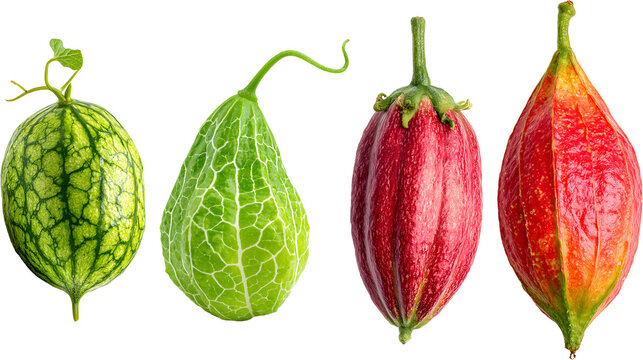 Four Decorative Squash Cucurbita ficifolia Colorful Gourds Displayed Together Isolated On Black Background Studio Shot

