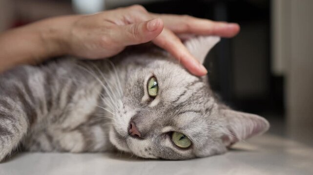 POV Close-up of a human hand gently stroking an American Shorthair cat's head as it lies on its side, staring at the camera with a calm gaze under moving leaf shadows in bright natural daylight.