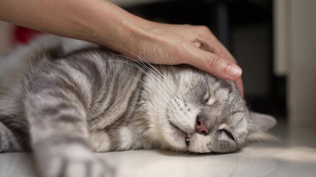 POV Close-up of a human hand gently stroking a sleeping American Shorthair cat, showing trust and a deep bond under dappled leaf shadows in a bright living room with natural daylight.