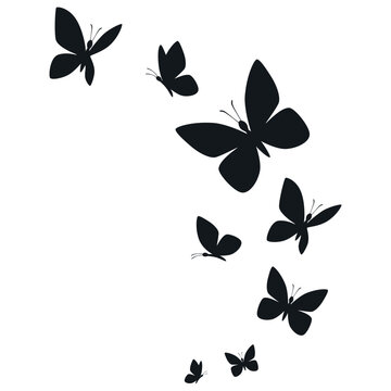 Butterflies silhouette flying on white background.