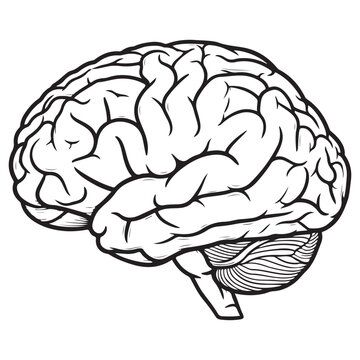 Human brain lateral view vector illustration in black and white line art for neurology and mental health concepts