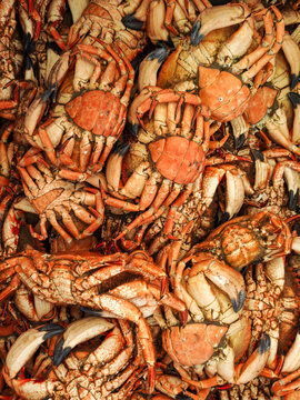 Fresh Chilean crabs (jaibas) at a local seafood market.