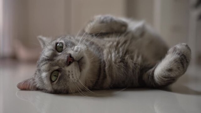 POV of moving towards an American Shorthair cat lying on its back in a living room, closing in on its wide eyes staring at the camera while slightly tracking the movement in natural daylight.