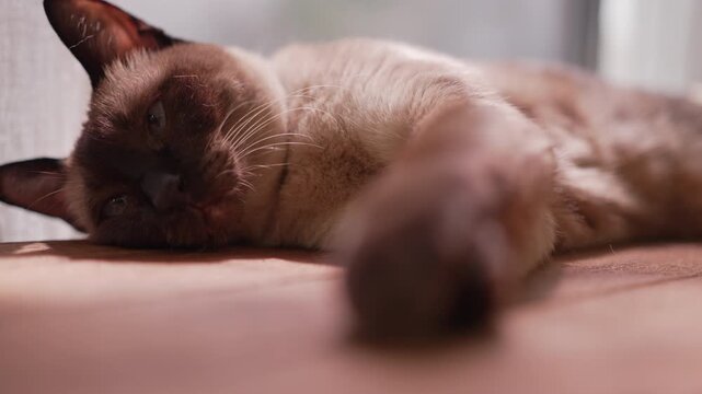 POV of a Siamese cat sunbathing on a wooden table, staring with a calm and indifferent gaze as curtains wave in a gentle breeze in a bright indoor room with strong natural sunbeams.