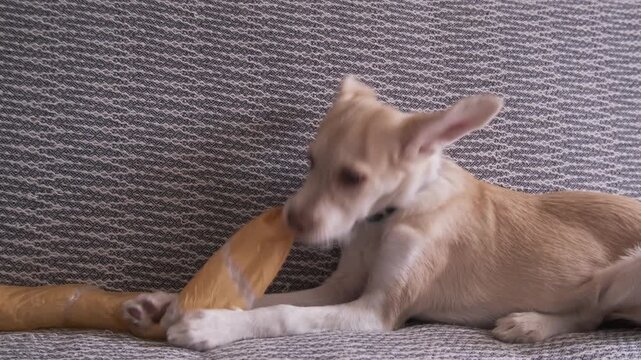 Mixed breed puppy playing with bubble wrap on sofa, chewing and tearing plastic packaging in playful home scene