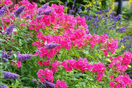 Summer garden scene with Buddleja davidii flower also called summer lilac,butterfly-bush. Pink Phlox paniculata on background