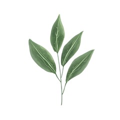 Fototapeta premium A delicate green plant with leaves on a white background