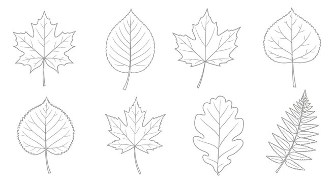 set of autumn leaves isolated