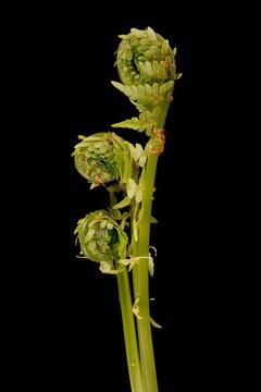 Ostrich Fern (Onoclea struthiopteris). Fiddlehead Closeup