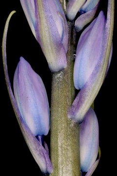 Hybrid Bluebell (Hyacinthoides x massartiana). Emerging Inflorescence Detail Closeup