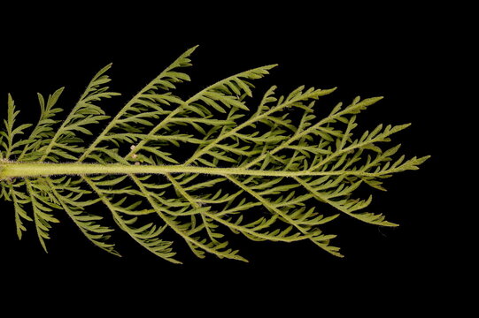 Flixweed (Descurainia sophia). Leaf Closeup