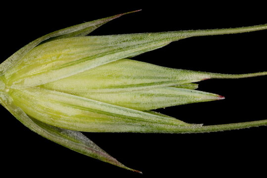 Rye (Secale cereale). Flowering Spikelet Detail Closeup