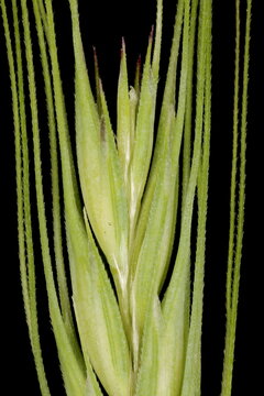 Rye (Secale cereale). Inflorescence Apex Closeup