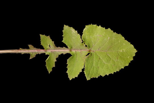 Smooth Sow-Thistle (Sonchus oleraceus). Basal Leaf Closeup