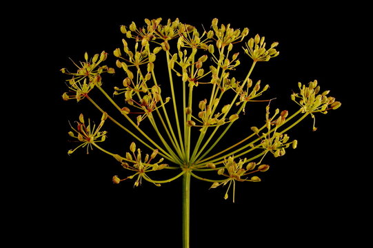 Ground-Elder (Aegopodium podagraria). Fruiting Umbel Closeup