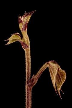 Hyacinth Bean (Lablab purpureus). Shoot Closeup