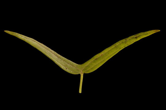Cypress Vine (Ipomoea quamoclit). Cotyledon Closeup