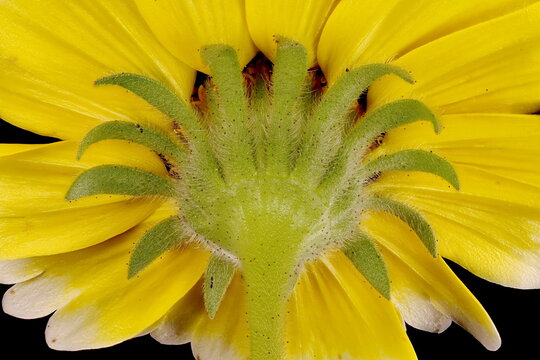 Coastal Tidytips (Layia platyglossa). Involucre Closeup