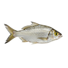 Fototapeta premium Silver bream fish close up isolated on transparent background