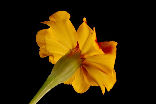 African Marigold (Tagetes erecta). Flowering Capitulum Closeup
