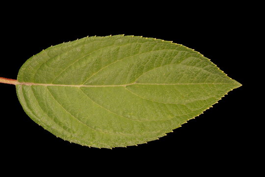 Panicled Hydrangea (Hydrangea paniculata). Leaf Closeup