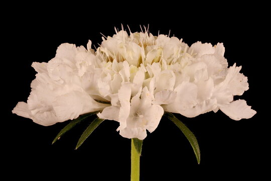 Cream Scabious (Scabiosa ochroleuca). Flowering Capitulum Closeup