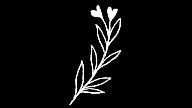 Elegant Flora Sketch on Dark Canvas: A delicate, hand-drawn illustration showcases a blossoming floral arrangement against a stark, black background, radiating simple elegance and botanical charm.