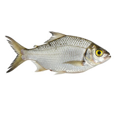 Fototapeta premium Silver bream fish with scales isolated on transparent background