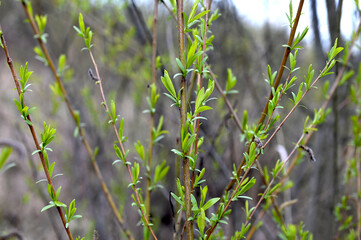 Salix purpurea with vibrant catkins, seasonal change © wiha3