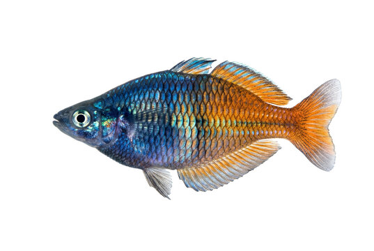 Vibrant Boesemani rainbowfish isolated, transparent background