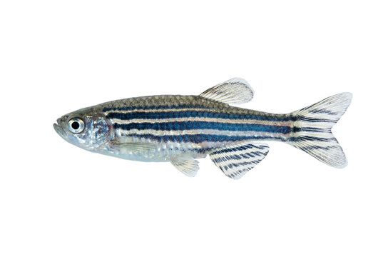Small zebrafish with blue stripes, transparent background
