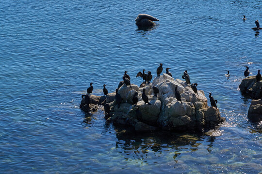 Monterey, USA - October 29, 2025 - Flock of cormorants gathered on rocks in the ocean with a seal resting nearby