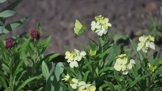 Brimstone (Gonepteryx rhamni) butterfly male flying between flowers in a London park. April, UK. [Slow motion x10]