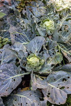 Cabbage Patch Damaged by Garden Pests
