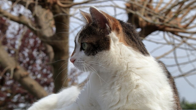 Gattina bianca e grigia 