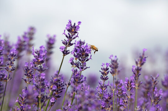 Honeybee on Blooming Lavender Flowers Gentle Macro