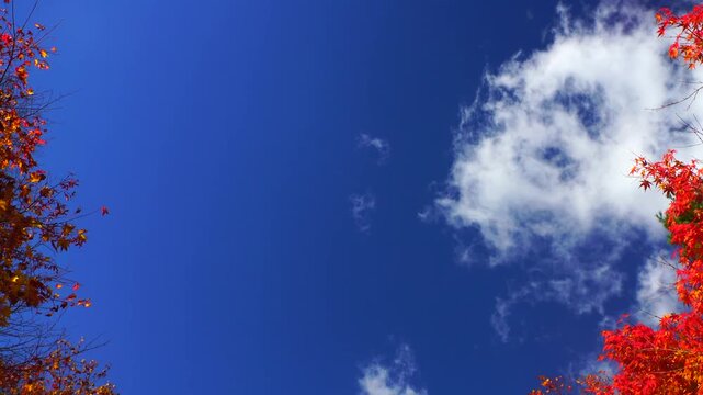 治部坂高原のモミジとわた雲