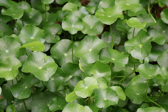 Water pennywort plant with round leaves, aquatic creeping groundcover species