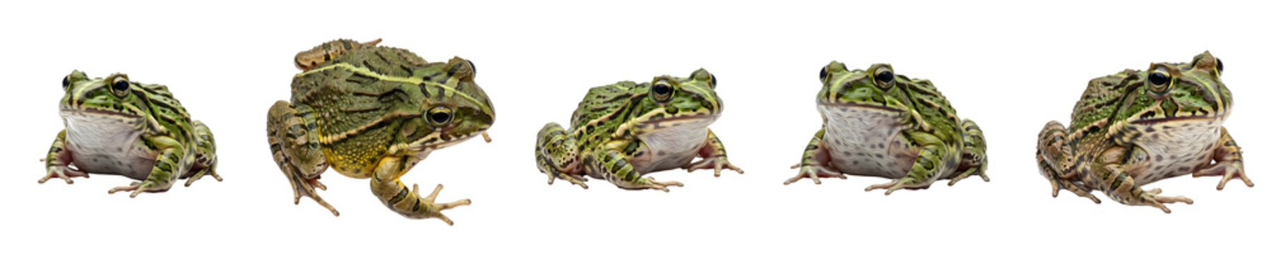 African Bullfrog (Pyxicephalus adspersus) Portraits - Giant Pixie Frog isolated on White Background