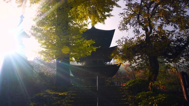 朝霧とイチョウの紅葉と三重塔と木もれ日